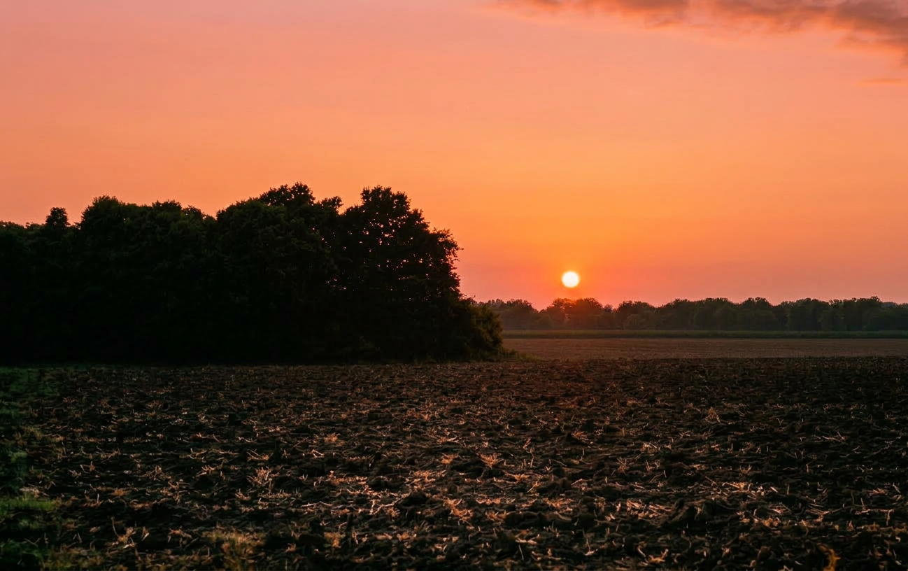 Sunset Through The Field